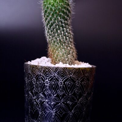 Opulent pot & plant - Dark green/silver/Rebutia