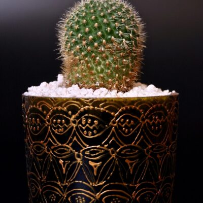 Opulent pot & plant - Dark green/gold/Rebutia