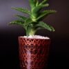 Opulent pot & plant - Dark brown/copper/Aloe Mitriformis Available June 2024 - Image 2