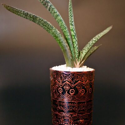 Opulent pot & plant - Dark brown/copper/Gastria Macalata