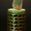 Opulent pot & plant - Dark green/gold/Rebutia Available June 2024 - Image 2