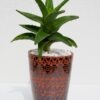 Opulent pot & plant - Dark brown/copper/Aloe Mitriformis Available June 2024 - Image 3