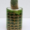 Opulent pot & plant - Dark green/gold/Rebutia Available June 2024 - Image 3